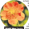  ??  ?? Bright idea: Geums