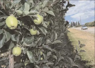  ?? Herald file photo ?? Still-green apples hang from an orchard in Kelowna in this file photo from July 2017. Warm nights due to smoke are delaying the colour break for apples this year, BC Fruit Growers president Pinder Dhaliwal says.