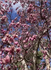  ?? ?? My saucer magnolia has seen better days. This beautiful tree starts the year in full glory, then soon turns to a sidewalk menace.