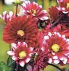  ?? ?? Dahlias are among the most spectacula­r flowers you can grow in your garden and come in hundreds of varieties.