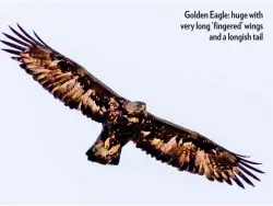  ??  ?? Golden Eagle: huge with very long ‘ fingered’ wings and a longish tail