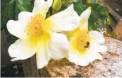  ?? RITA PERWICH ?? Mermaid, which debuted in 1918, is a thorny but vigorous repeat blooming rose that can grow to 30 feet.