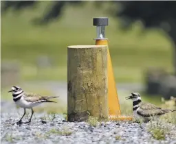  ?? BY PAM OWEN ?? The killdeer parents rejoin, with the one on the right on the nest.