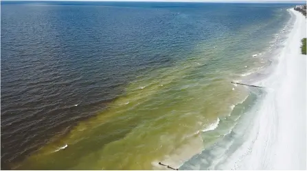  ?? Tampa Bay Times-Tribune News Service ?? A red tide outbreak on Madeira Beach in Pinellas County, Fla., in April. Research by the Loggerhead Marinelife Center shows a detox therapy used to treat overdoses in humans may help save endangered sea turtles from red tide poisoning.