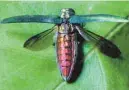  ?? VILLE DE MONTRÉAL ?? L’agrile, un insecte vert métallique originaire d’Asie qui s’attaque aux frênes, a été détecté pour la première fois à Carignan en 2008, puis deux ans plus tard à Gatineau.