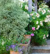  ??  ?? roses in jo thompson’s garden, from far left: ispahan. the lark ascending. ghislaine de féligonde. below left: charles de mills