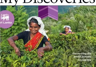  ??  ?? Harvesting the world famous Ceylon tea