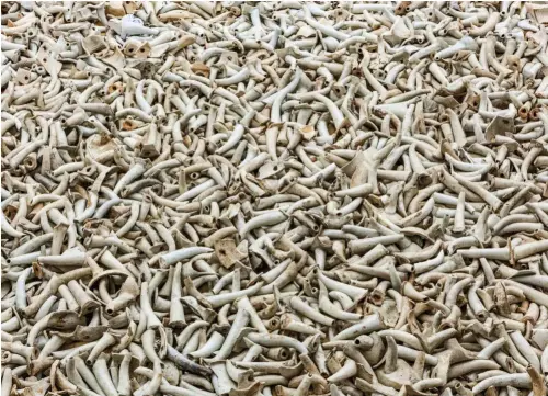  ??  ?? Esta obra del artista chino Ai Weiwei, titulada Spouts (2015), está compuesta por cientos de caños de teteras viejos, que causan la impresión de ser huesos.