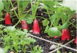  ??  ?? To form large roots, radishes need regular and abundant rain or water