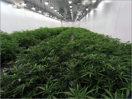  ?? FILE PHOTO ?? A look at some marijuana plants at the Curaleaf medical cannabis cultivatio­n and processing facility in Ravena, New York.