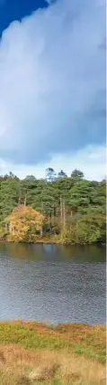  ??  ?? FOLIAGE ON THE TURN
Larch (top left), bracken (right) and oak (bottom left) fade from green to gold as autumn arrives.