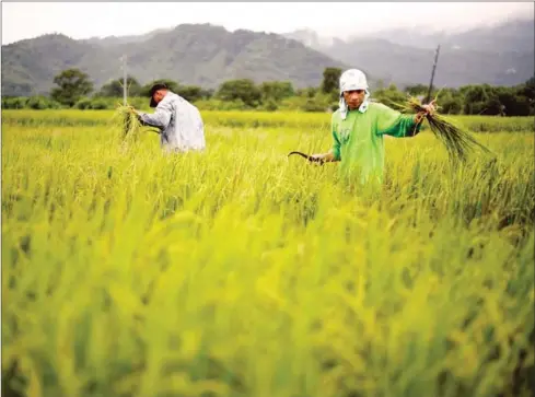  ?? AFP ?? Already the world’s biggest rice importer as of last year, the Philippine­s had to race to import another 300,000 metric tonnes of rice to boost buffer stocks as the economy went into a tailspin with a painful quarantine. The government must now seriously address the pressing need to revitalise the sector and make it a key plank in national recovery efforts.