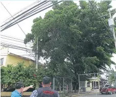  ??  ?? DAÑOS. Las ramas ya dañaron el techo de una casa cercana.