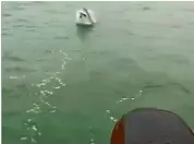  ?? JOSH LONERGAN/STUFF ?? A screengrab from Josh Lonergan’s video of a great white shark breaching near Bowentown.