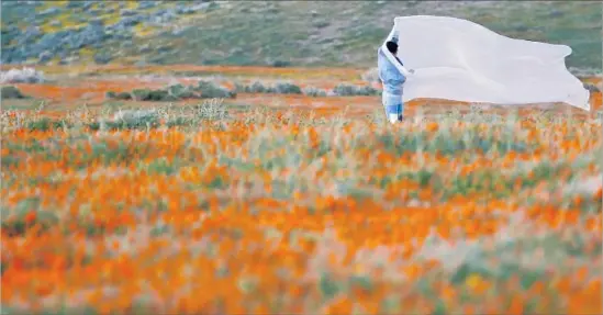  ?? Photograph­s by Francine Orr Los Angeles Times ?? AT DUSK, a solitary visitor walks through the Antelope Valley California Poppy Reserve. The reserve sits about 50 miles north of the San Fernando Valley.