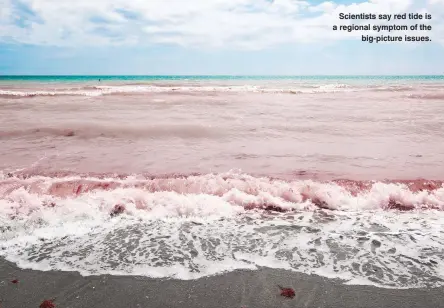  ??  ?? Scientists say red tide is a regional symptom of the big-picture issues.