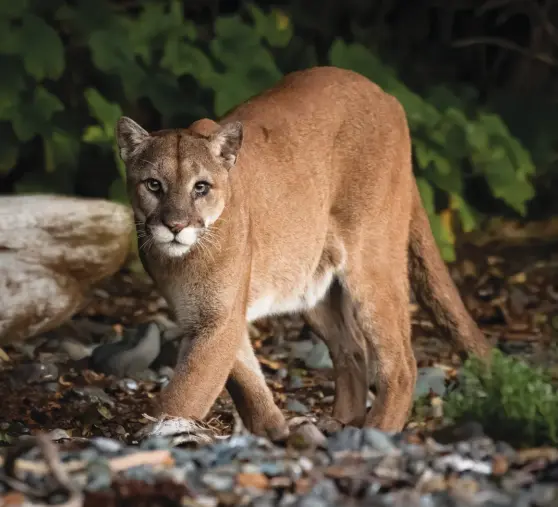  ??  ?? Cougars are wary and tend to avoid people, which is why estimating their population­s and mapping their range is so difficult.