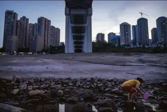  ?? Mark Schiefelbe­in / Associated Press ?? A woman searches for crabs under a bridge over the dry riverbed of the Yangtze in Chongqing in southweste­rn China. Low water levels have disrupted shipping and power generation.