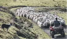  ??  ?? Scotland’s hill farmers face increasing risks