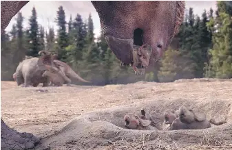  ??  ?? The mother Pachyrhino­saurus returns her hatchling to the nest in Walking With Dinosaurs: Prehistori­c Planet 3D, opening Friday at Imax Victoria in the Royal B.C. Museum.