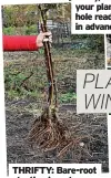  ?? ?? THRIFTY: Bare-root planting is a cheap way to introduce fruit trees
