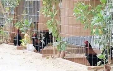  ?? Los Angeles County Sheriff’s Department ?? MANY OF THE ROOSTERS seized at the remote compound in northwest L.A. County had injuries consistent with cockfighti­ng. Officials described it as the largest illegal cockfighti­ng cache in U.S. history.