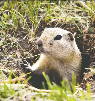  ?? POSTMEDIA NEWS FILES ?? Health Canada says poisoning gophers can harm other species, including those at risk.