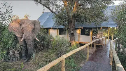  ?? DAVE HAMMAN ?? An elephant approaches the camp at Chitabe Lediba, where private guest tents have all the comforts of home, including full bathrooms and showers.