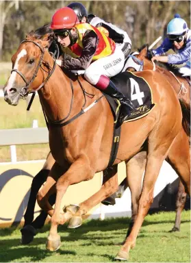  ??  ?? BIG CLAIM: Based on his previous runs Trip To Troy holds a strong hand in Race 8 at the Vaal tomorrow, but the straight 1600m could test him.