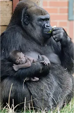  ??  ?? Mummy time: Ozala grabs a bite to eat as her little one dozes