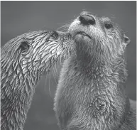  ?? PHOTO COURTESY CANADIAN MEDICAL ASSOCIATIO­N ?? While normally playful, otters have sharp teeth, and flora in their mouths can carry infectious organisms.