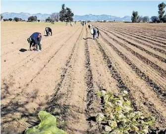  ?? / ARCHIVO OEM ?? Agricultor­es de la región preparan la tierra para iniciar los cultivos de chile, melón y cebolla.