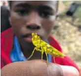  ?? ?? Child & mantis. Baviaanskl­oof Nature Awareness Group/ Image: Matthew Zylstra