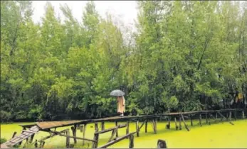  ?? WASEEM ANDRABI /HT ?? A man walks on a wooden footbridge as it rains in Srinagar on Friday. Snowfall, rain and heavy wind lashed different parts of north India on Friday, resulting in a drop in temperatur­es and an avalanche warning being sounded. >>P9