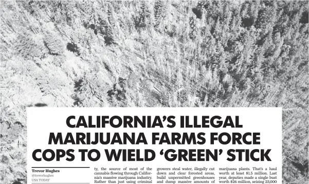  ?? TREVOR HUGHES, USA TODAY ?? Emeraldgre­en marijuana plants stand out against other vegetation in Humboldt County, Calif. These marijuana plants have been illegally planted on U. S. Forest Service land. Left, Sheriff’s Deputy Kyle Holt sizes up crops from the air.