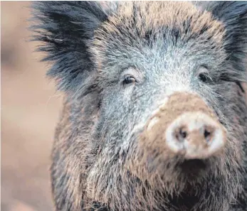  ?? FOTO: LINO MIRGELER ?? Die Schwarzwil­d-Population steigt seit Jahren an. In Nendingen sind die Wildtiere diesen Herbst verstärkt im Grünland unterwegs gewesen. Landwirte beklagen die Schäden.