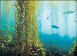  ??  ?? Kelp forests provide underwater shelter but algae toxins can kill fish