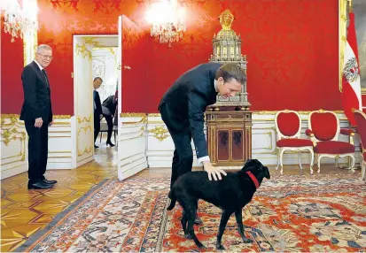  ??  ?? First Dog Kita nahm am Donnerstag auch Sebastian Kurz unter die Lupe, der ihrem Herrchen Bericht über den Stand der Koalitions­verhandlun­gen erstattete. Kurz bemühte sich um gutes Einvernehm­en.