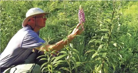  ?? BY PATTY LANE ?? Plant biologist Steve Paull inspects the rare orchid to verify Eldon’s identifica­tion “and has been back to help protect it from harm.”