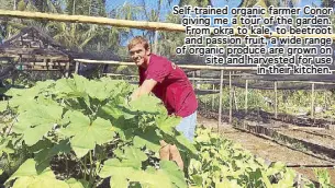  ??  ?? Self-trained organic farmer Conor giving me a tour of the garden. From okra to kale, to beetroot and passion fruit, a wide range of organic produce are grown on site and harvested for use in their kitchen.