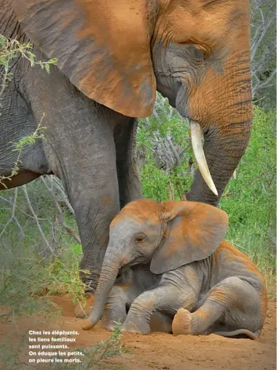  ??  ?? Chez les éléphants, les liens familiaux sont puissants. On éduque les petits, on pleure les morts.