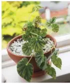  ??  ?? BELOW: A begonia plant enjoys the light in a south facing window.
Eden likes to be surrounded by plants, whether she’s working indoors or out.