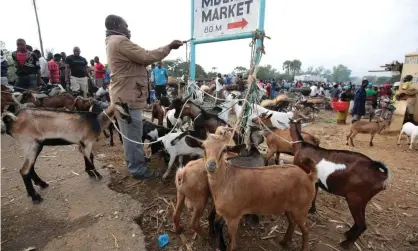  ?? Photograph: Aaron Ufumeli/EPA ?? Goats being sold at Mdeka market near Salima, Malawi.