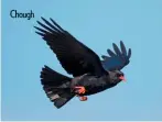  ??  ?? Chough