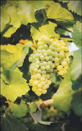  ??  ?? Chardonnay grapes ripen on the vine in Oregon’s Willamette Valley. Though pinot noir remains the dominant story in the Willamette, the quality of wine made from chardonnay grown here has gotten better and better, and Oregon winemakers are experiment­ing...