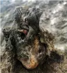  ??  ?? The head of the bear showing it’s full jaw and teeth still preserved. Photograph: AP