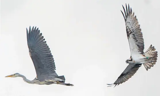  ?? Pictures: Mike Fenton. ?? Stunning snap shows the osprey in hot pursuit of the heron after they clashed at the reserve near Forfar.