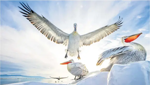  ?? ?? Spreading its wings Dalmatian pelicans – one of the world’s biggest flying birds – on Lake Kerkini in northern Greece. The endangered birds can have a wingspan of 12ft stand 5ft 9 tall and eat their way through 5lbs of fish each day.