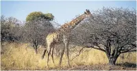  ??  ?? A giraffe in the bushes at Dinokeng Game Reserve.