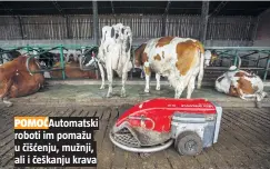  ??  ?? POMOĆAutom­atski roboti im pomažu u čišćenju, mužnji, ali i češkanju krava